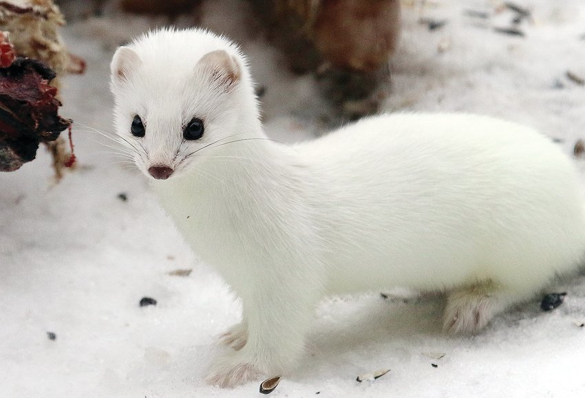 Weasels Winter White The Timberjay